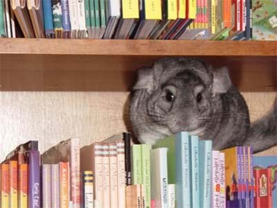 weirdest resident pets, resident pets, bookspots, libraries